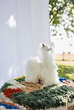 Alpaca Soft Toy 23 cm - Raùl