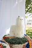 Alpaca Knuffel 33 cm - Julia
