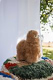 Alpaca Soft Toy 23 cm - Guillermo